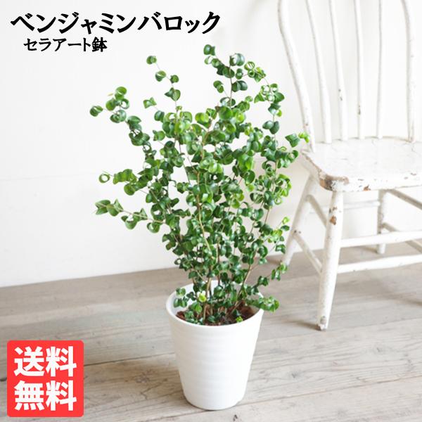 ベンジャミン バロック 白色セラアート鉢植え 観葉植物 ベンジャミン