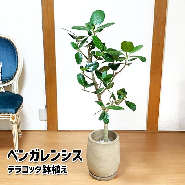 ベンガレンシス 陶器テラコッタ鉢植え 丸型 モカ 送料無料 観葉植物 中型 大型 インテリア ベンガルゴム フィカス ブラウン Bangalkaitomoca 観葉植物のパーフェクトグリーン 通販 Yahoo ショッピング