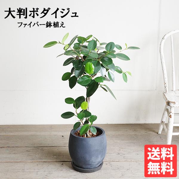 菩提樹 ボダイジュ 大判菩提樹 ファイバー鉢植え ブラック オオバン