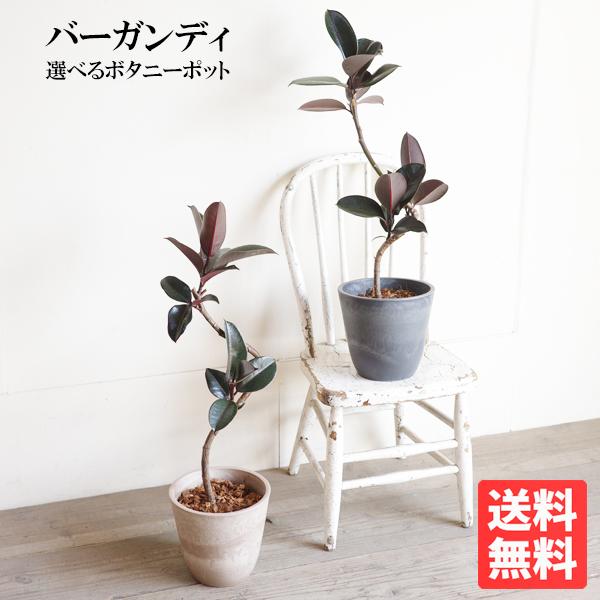 フィカス バーガンディ 観葉植物 ボタニープランター植え 選べる鉢色