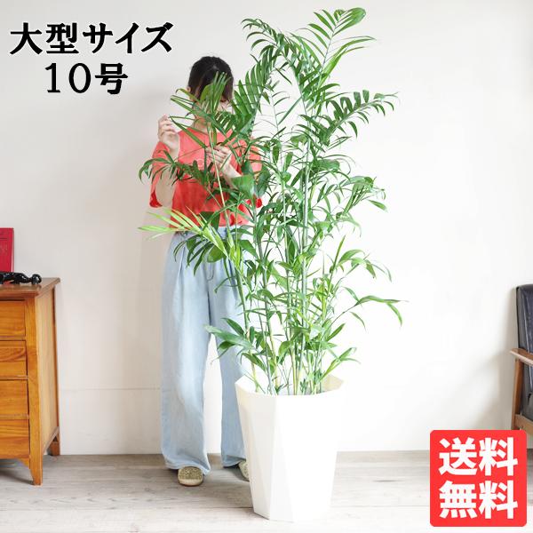 チャメドレア セフリジー ヤシの木 観葉植物 10号 大型 ヤシ