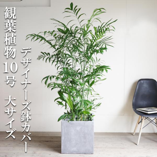 チャメドレア 観葉植物 10号 大型 キューブ型 高級鉢カバー付 アッシュ