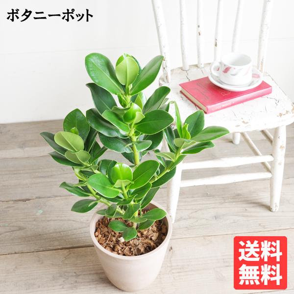 クルシア ロゼア プリンセス ベージュ ボタニーポット植え 観葉植物
