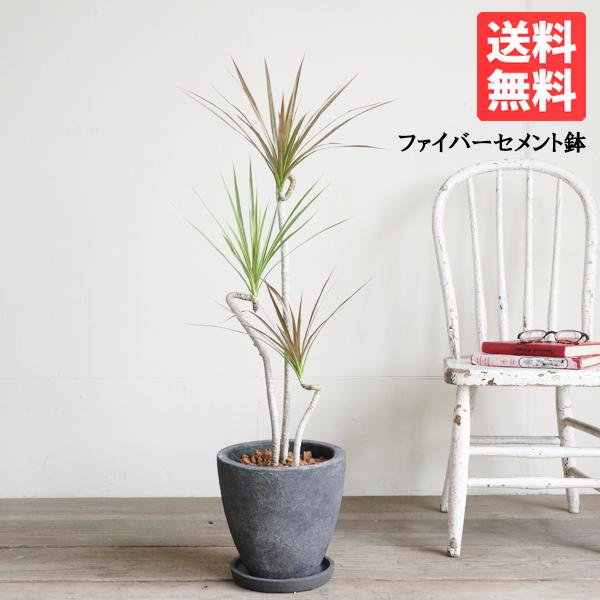 ドラセナ コンシンネ 昇り竜仕立て レインボー eggポット植え ブラック