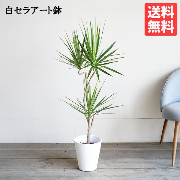ドラセナ コンシンネ ホワイトセラアート鉢植え 自由樹形 観葉植物