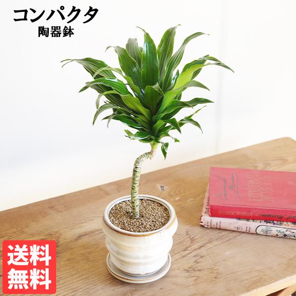 ドラセナ コンパクタ 陶器鉢植え 観葉植物 卓上 お祝い 段丸フォルム