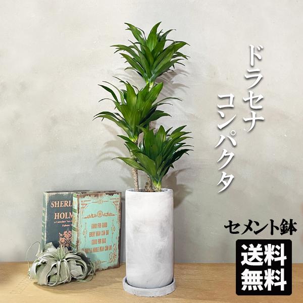 ドラセナ コンパクタ アッシュグレーセメント鉢植え ロング鉢 観葉植物 送料無料 中型 おしゃれ 即日出荷 Dorakonlong 観葉植物のパーフェクトグリーン 通販 Yahoo ショッピング