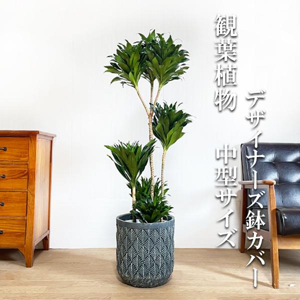 観葉植物 ドラセナ コンパクタの人気商品 通販 価格比較 価格 Com