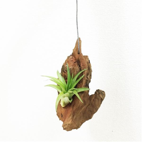 エアープランツ エアプランツ 流木 ワイヤー付 ハンギング チランジア Airplants 観葉植物 インテリア Buyee Buyee Japanese Proxy Service Buy From Japan Bot Online