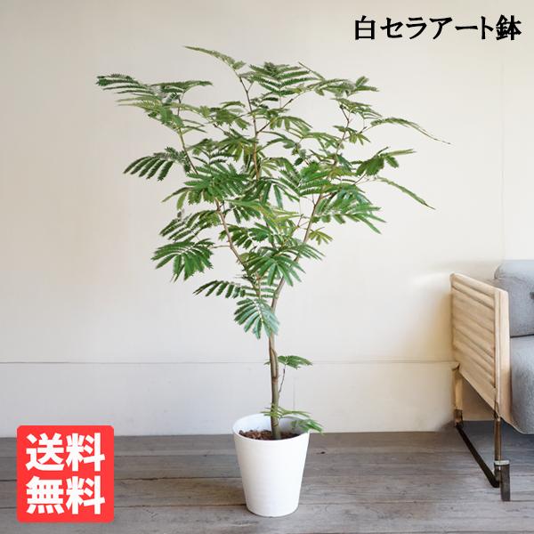 黒*コ様 エバーフレッシュ　大型　H150 白セラアート鉢植え　観葉植物 エバーフレッシュ ホワイトセラアート鉢植え 観葉植物 送料無料