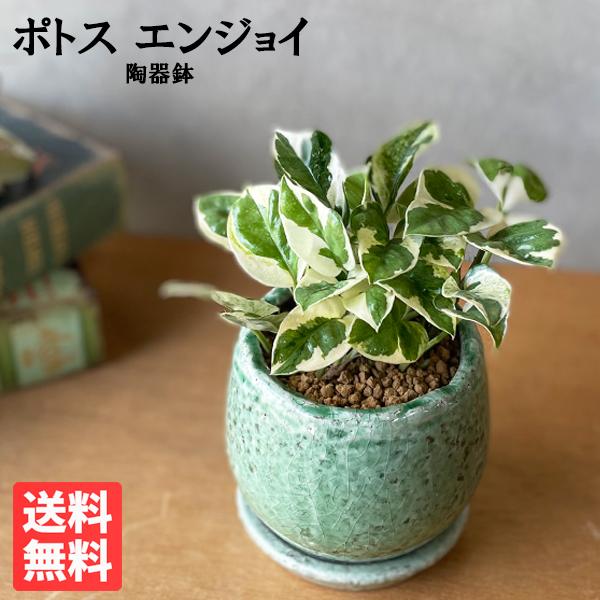 ポトス エンジョイ グリーン アンティークテラコッタ鉢植え 観葉植物 ミニ 卓上 陶器鉢 丈夫で簡単 即日出荷 送料無料 Enjoygr 観葉植物のパーフェクトグリーン 通販 Yahoo ショッピング