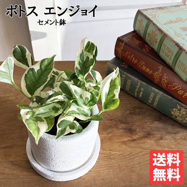 ポトス 2鉢セット 白い鉢 2鉢セット】