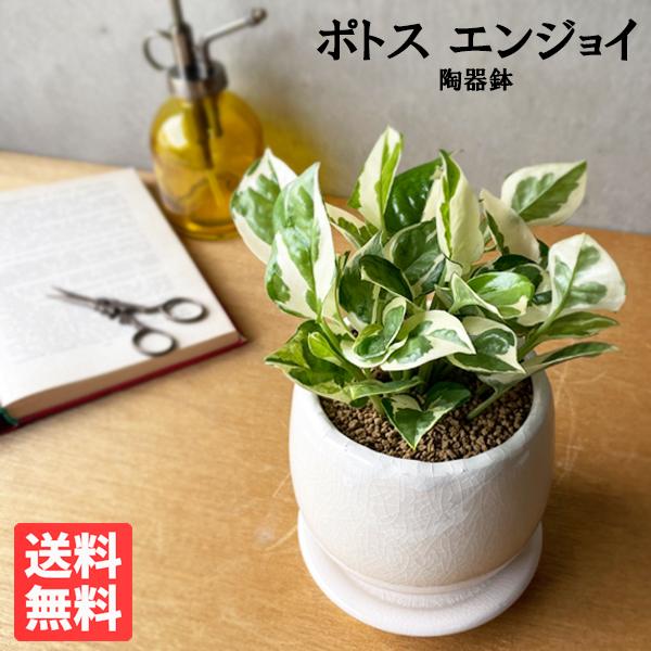 ポトス エンジョイ 白色鉢植え アンティークテラコッタ 観葉植物 ミニ