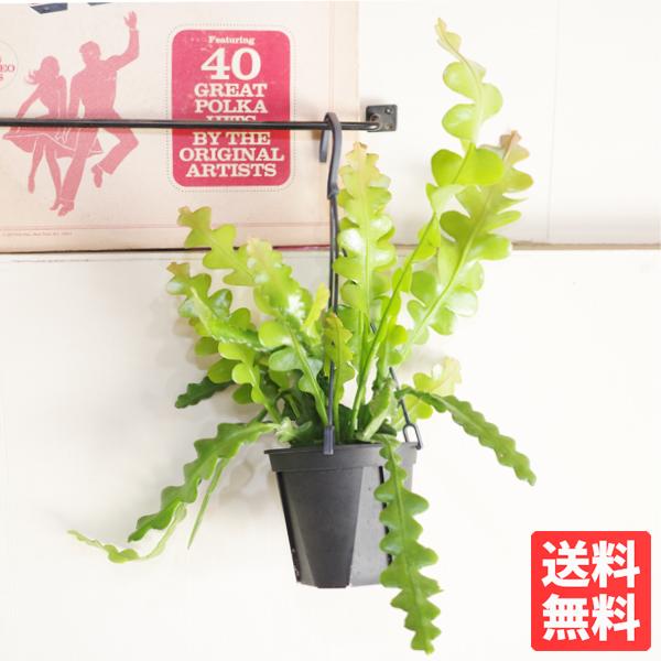 エピフィラム アングリガー フィッシュボーンカクタス 観葉植物 吊り