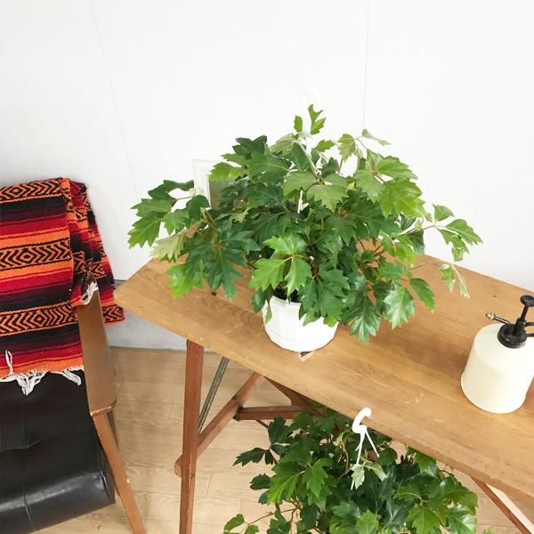 シッサス エレンダニカ 吊り鉢 観葉植物 つるが長く伸びる植物 送料無料 ハンギング 吊り下げ Buyee 日本代购平台 产品购物网站大全 Buyee一站式代购 Bot Online