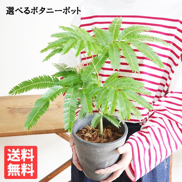 エバーフレッシュ 選べる鉢色 観葉植物 送料無料 小型 ミニ 本物