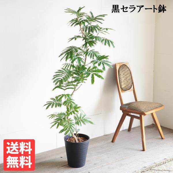 エバーフレッシュ S字樹形 ブラックセラアート鉢植え 観葉植物 送料