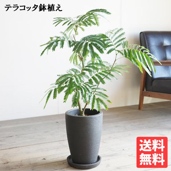 エバーフレッシュ ブラックテラコッタポット植え 観葉植物 送料無料