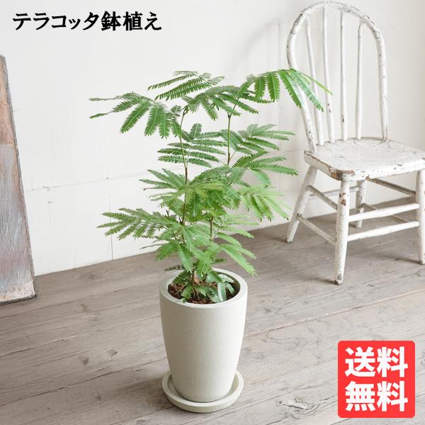 エバーフレッシュ アイボリー ロングテラコッタ植え 観葉植物 送料無料 中型 ネムノキ ねむの木 即日出荷
