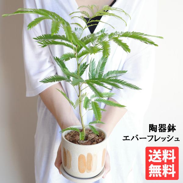 エバーフレッシュ 陶器鉢植え 観葉植物 送料無料 中型 小型 本物