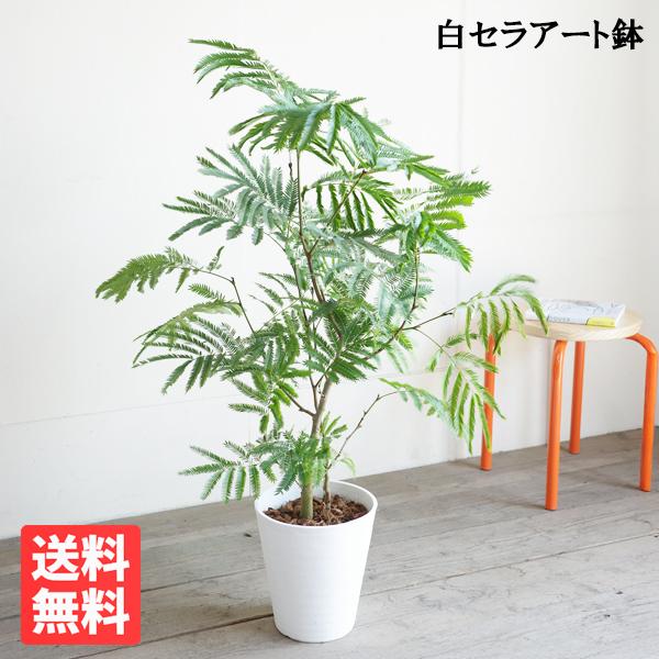 エバーフレッシュ ホワイトセラアート鉢植え 観葉植物 送料無料 大型
