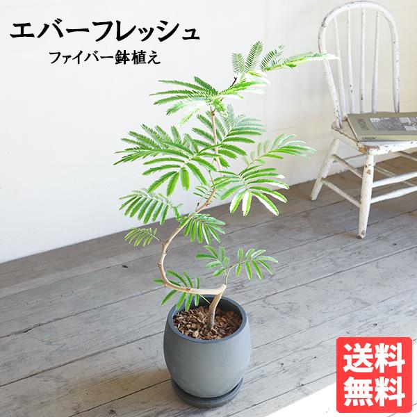エバーフレッシュ 丸型ファイバー鉢植え ブラック 観葉植物 送料無料 中型 ネムノキ ねむの木 即日出荷