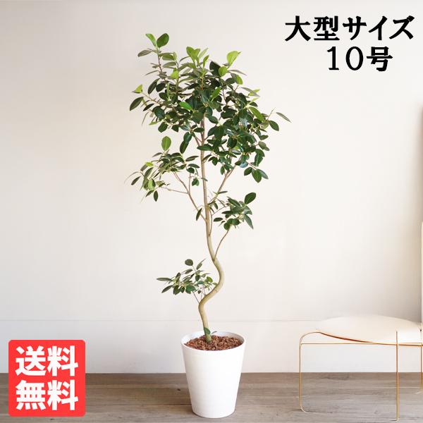 フランスゴム 観葉植物 10号 大型 ゴムの木 ホワイトセラアート鉢植え