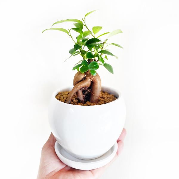 ガジュマル 丸型陶器鉢植え 卓上サイズ 観葉植物 ガジュマルの木 多幸の木 ガジュマロ 送料無料 即日出荷 G21sansebk 観葉植物のパーフェクトグリーン 通販 Yahoo ショッピング