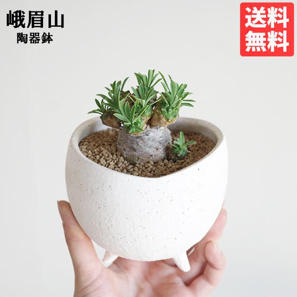峨眉山 三つ脚鉢 陶器鉢植え パイナップル風 卓上サイズ 観葉植物 ミニ 送料無料 即日出荷