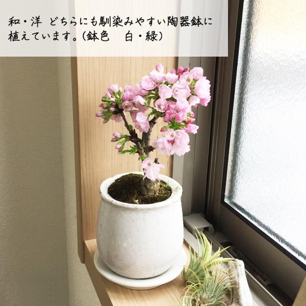 桜 一才桜 旭山 陶器鉢植え 盆栽 花芽付き 送料無料 桜の木 ミニ ギフト Buyee Buyee 日本の通販商品 オークションの代理入札 代理購入
