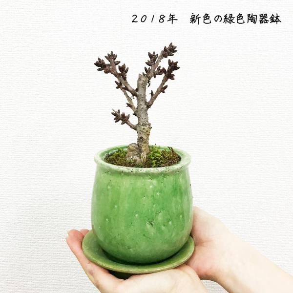 桜 一才桜 旭山 陶器鉢植え 盆栽 花芽付き 送料無料 桜の木 ミニ ギフト Buyee 日本代购平台 产品购物网站大全 Buyee一站式代购 Bot Online