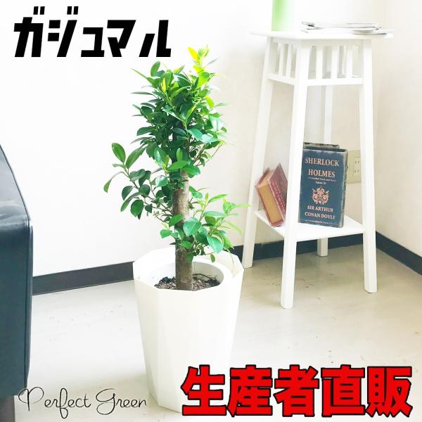 ガジュマル 幸せを呼ぶ多幸の木 観葉植物 スタイリッシュな白色鉢カバー付 幸福の木 ガジュマルの木 送料無料 ガジュマロ Buyee 日本代购平台 产品购物网站大全 Buyee一站式代购 Bot Online