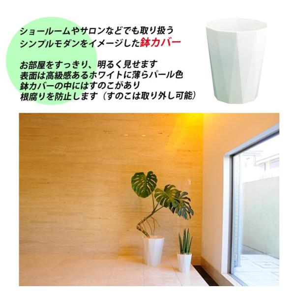 ガジュマル 幸せを呼ぶ多幸の木 観葉植物 スタイリッシュな白色鉢カバー付 幸福の木 ガジュマルの木 送料無料 ガジュマロ Buyee 日本代购平台 产品购物网站大全 Buyee一站式代购 Bot Online