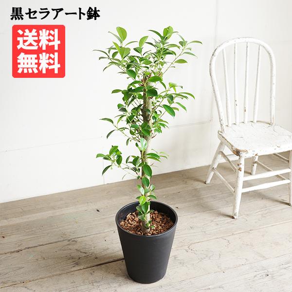 ガジュマル 多幸の木 黒セラアート鉢植え 中型 大型 ガジュマルの木