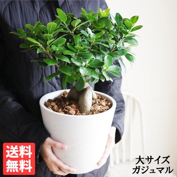 サイズ：鉢底からの高さ40cm前後ホワイト、ダークグレーからお選びください。■商品の樹形や葉付、高さはそれぞれ違いがございます。予めご了承下さい。■１３時までの注文→即日出荷（土日祝を除く）※配送日時の希望は買い物かごに入れた後の要望欄へご...