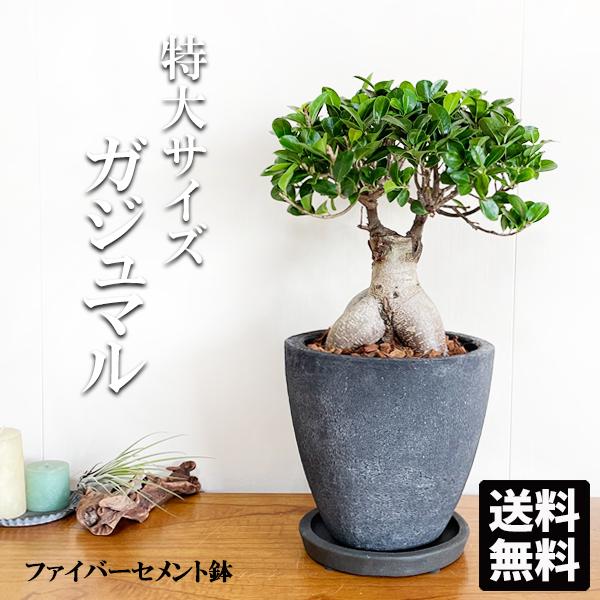 ガジュマル【大型】