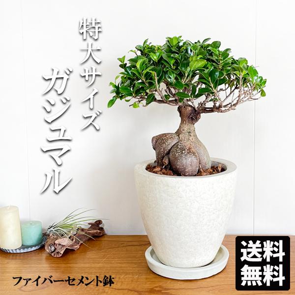 ガジュマル ガジュマルの木 大きい 大型 特大 ファイバーポット植え クリーム 縁起物 観葉植物 多幸の木 ガジュマロ 送料無料  :gajyueggwh:観葉植物のパーフェクトグリーン - 通販 - Yahoo!ショッピング