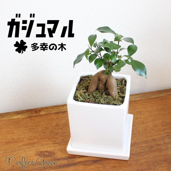 ガジュマル スクエア陶器鉢植え 卓上サイズ 観葉植物 ガジュマルの木 多幸の木 ガジュマロ 送料無料 Buyee Servis Zakupok Tretim Licom Buyee Pokupajte Iz Yaponii