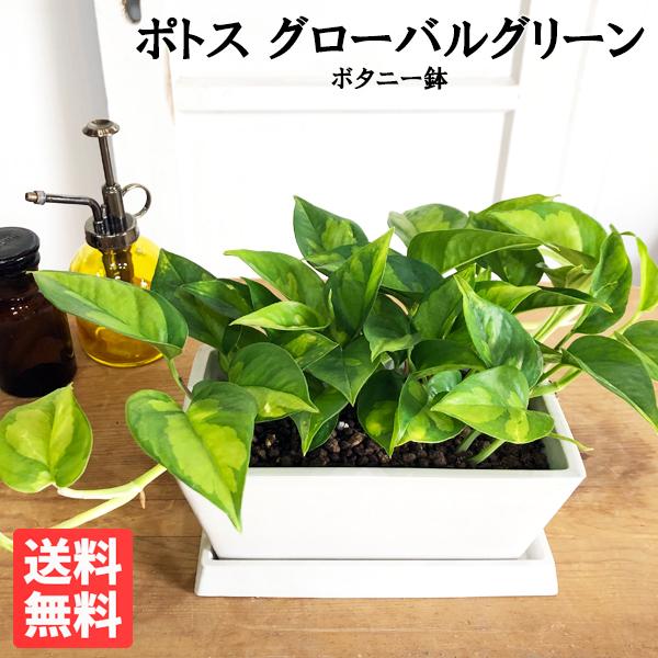 プランター 観葉植物 鉢植えの人気商品 通販 価格比較 価格 Com