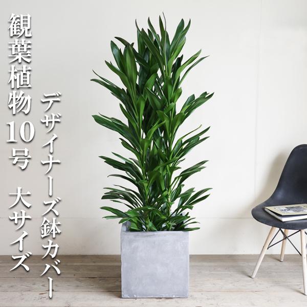 グローカル 観葉植物 10号 大型 アッシュグレー キューブ型 高級鉢