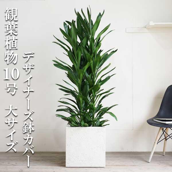 グローカル 観葉植物 10号 大型 キューブ型 高級鉢カバー付 アイボリー