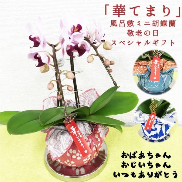敬老の日 ミニ胡蝶蘭 華てまり 風呂敷に包まれたコチョウラン 花 ギフト プレゼント Hanatemari 観葉植物のパーフェクトグリーン 通販 Yahoo ショッピング