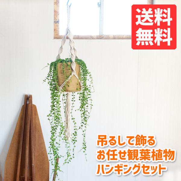 吊るして飾る 観葉植物 ハンギング お任せ セット プラントハンガー コットン クラフト 送料無料 吊り下げ ハンギング 吊るす マクラメ プラントハンギング Hangcraftset 観葉植物のパーフェクトグリーン 通販 Yahoo ショッピング