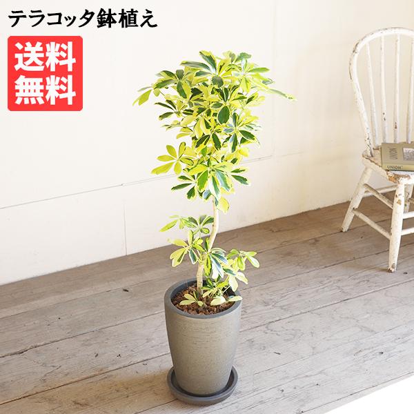 シェフレラ ハッピーイエロー ブラックテラコッタ鉢植え 観葉植物 本物