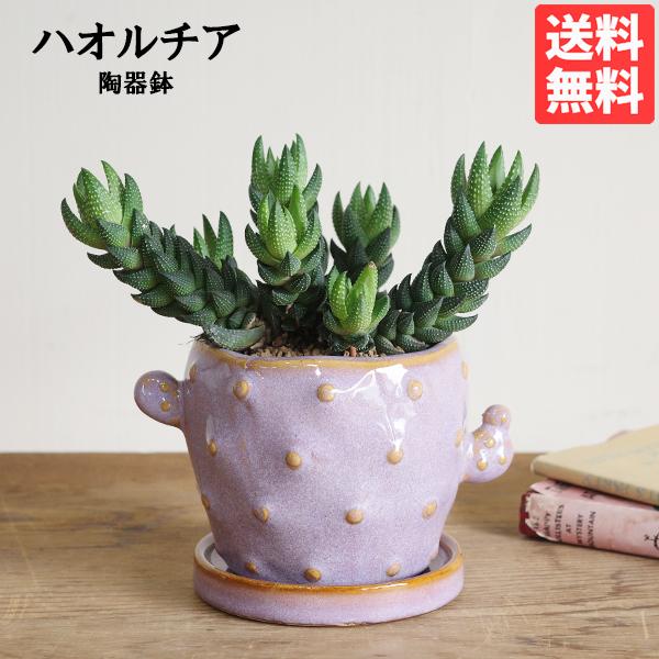ハオルチア カルウィニー 陶器鉢植え パープルポット 観葉植物 ミニ