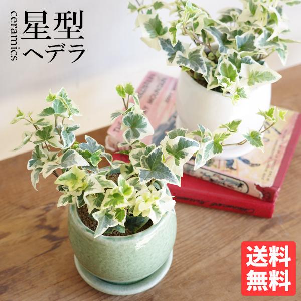 アイビー ヘデラ 陶器鉢植え 選べる鉢色 送料無料 観葉植物 ミニ 卓上