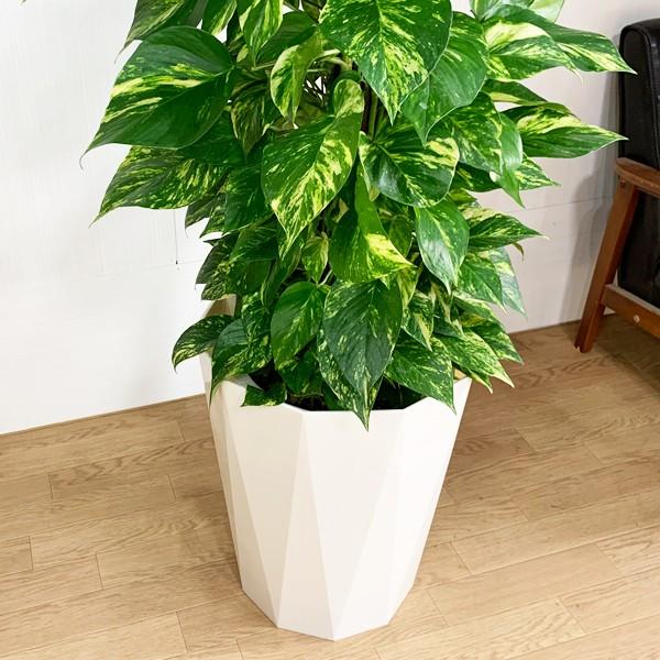 法人宛送料無料 ポトス ゴールデンポトス ヘゴ仕立て 大サイズ 大鉢 １０号鉢 観葉植物 大型 Buyee 日本代购平台 产品购物网站大全 Buyee一站式代购 Bot Online