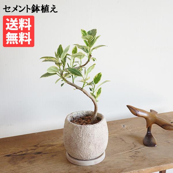 フランスゴム 斑入り イエロー 美カーブ樹形 ピンクベージュ セメント鉢植え 観葉植物 中型 お祝い 高級感あり フィカスルビギノーサ 送料無料 即日出荷