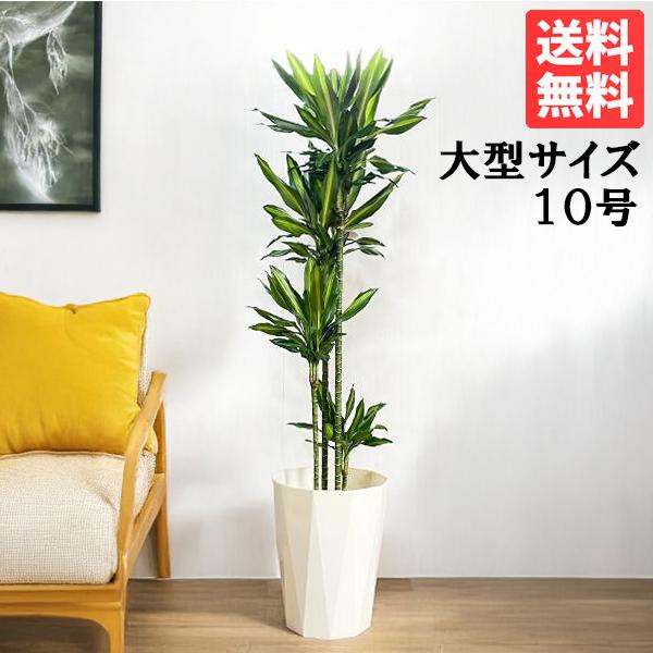 ドラセナ ジェレ 観葉植物 10号 大型 丈夫 開店祝い 御祝 おしゃれ