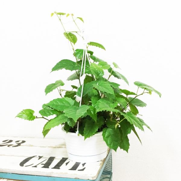 シッサス カンガルーアイビー 吊り鉢 観葉植物 送料無料 Buyee Buyee 日本の通販商品 オークションの代理入札 代理購入